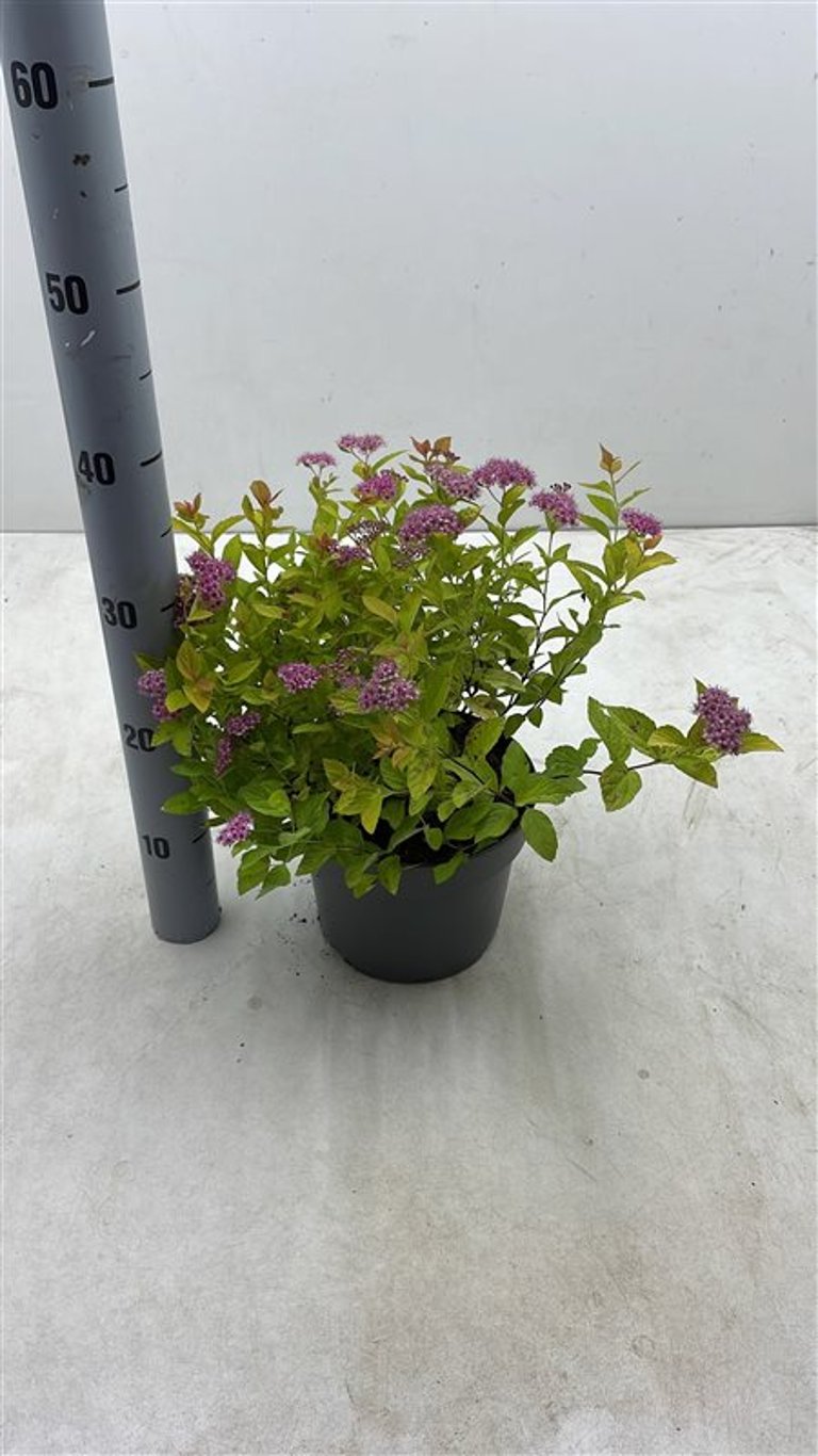 Spiraea jap. 'Golden Princess' - C3